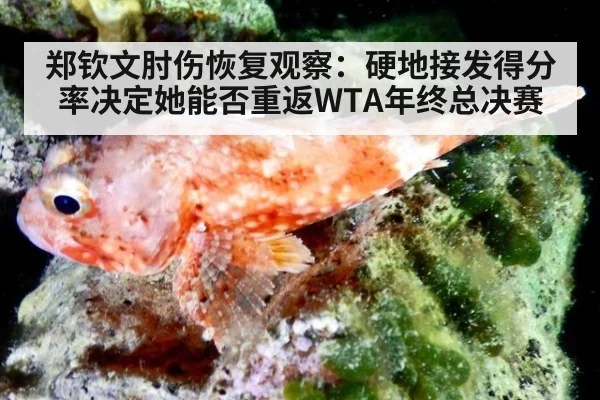 郑钦文肘伤恢复观察：硬地接发得分率决定她能否重返WTA年终总决赛